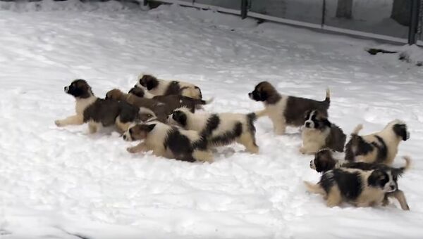 Служебные щенки в видеопоздравлении с Новым годом от Минобороны РФ
