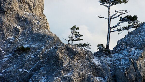 Сосны на горе Ай-Петри в Крыму
