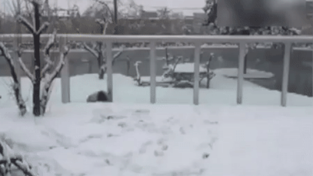 Панда радуется первому снегу в Китае