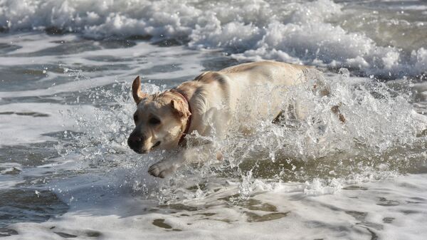 Собака купается в январском море в Евпатории