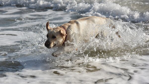 Собака купается в январском море в Евпатории