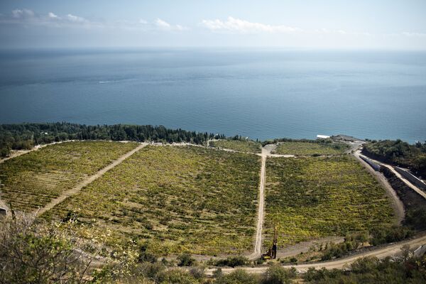 Виноградники объединения Массандра на ЮБК Виноградники объединения Массандра на ЮБК