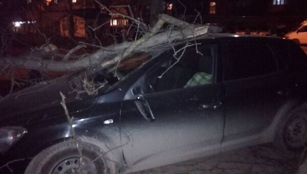 Ветер в Симферополе повалил дерево на машину