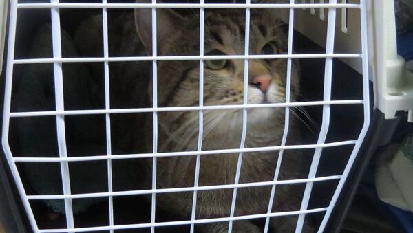 Кот, которого пытались провезти через границу с Крымом без ветеринарных сопроводительных документов