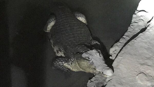 Крокодил, обнаруженный в результате обыска в подвальном помещении частного дома в Петергофе