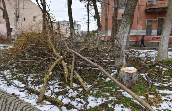 Спиленные деревья вдоль реки Салгир в Симферополе Спиленные деревья вдоль реки Салгир в Симферополе