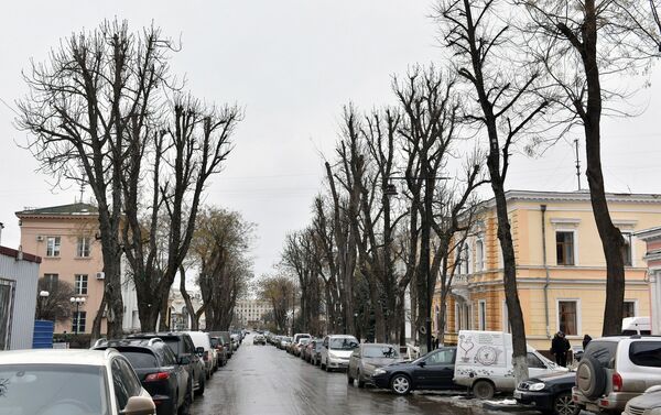 Обрезанные деревья на ул. Горького в Симферополе Обрезанные деревья на ул. Горького в Симферополе
