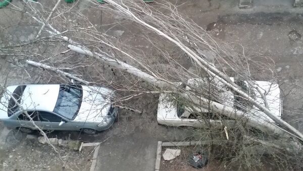В Севастополе из-за штормового ветра дерево упало на машины