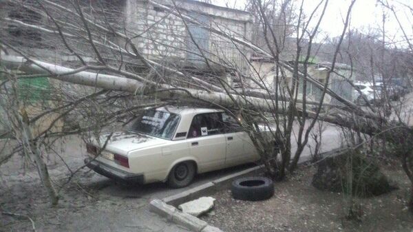 В Севастополе из-за штормового ветра дерево упало на машины В Севастополе из-за штормового ветра дерево упало на машины