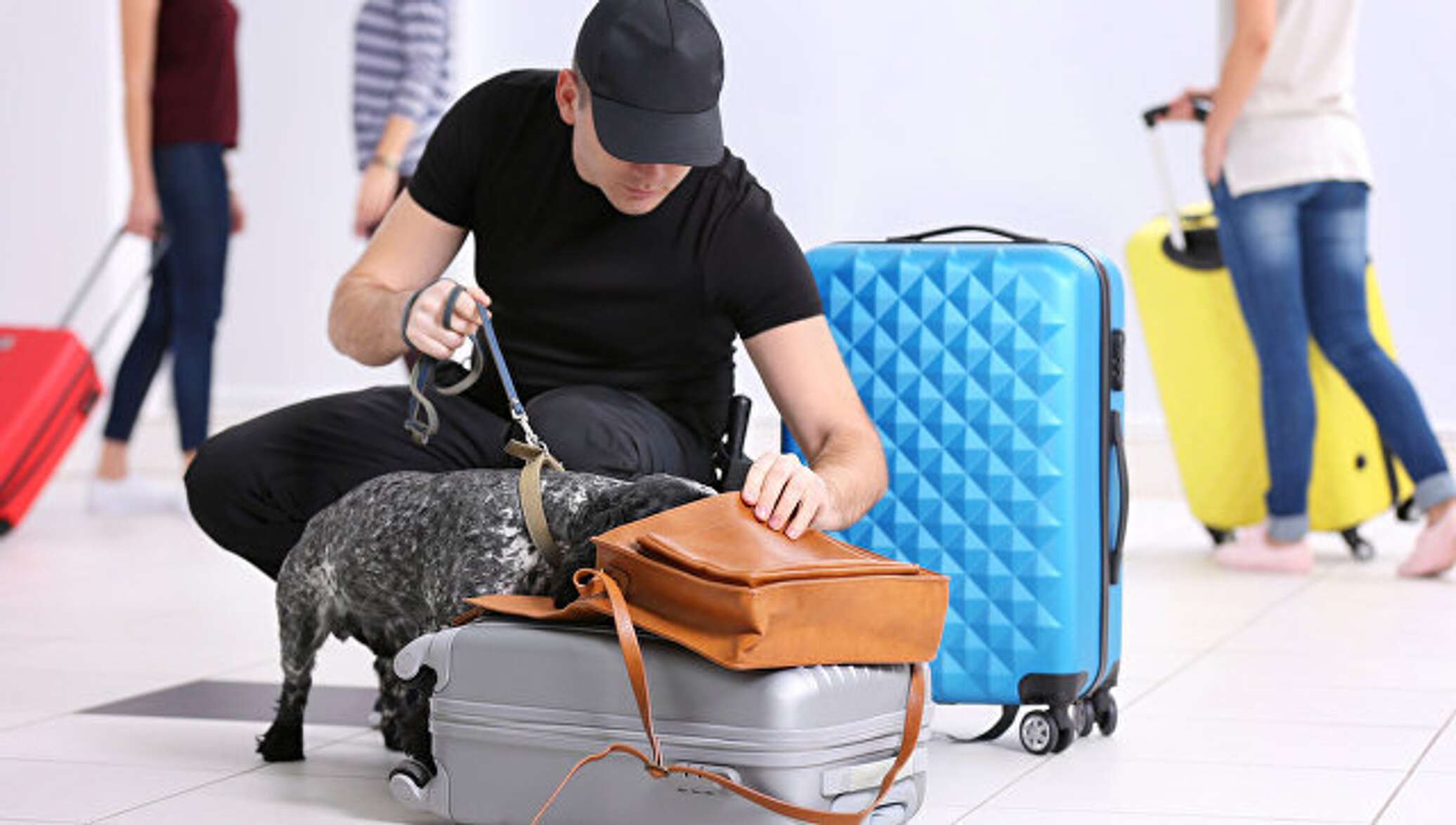 Украли в отеле. Собака в аэропорту. Чемодан в аэропорту. Собака с чемоданом.