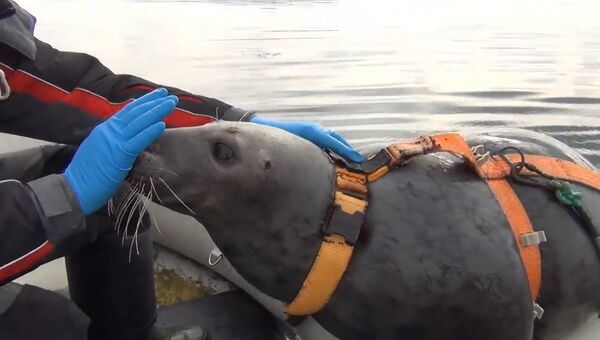 Тюлени для армии: как в Мурманске готовят необычных бойцов