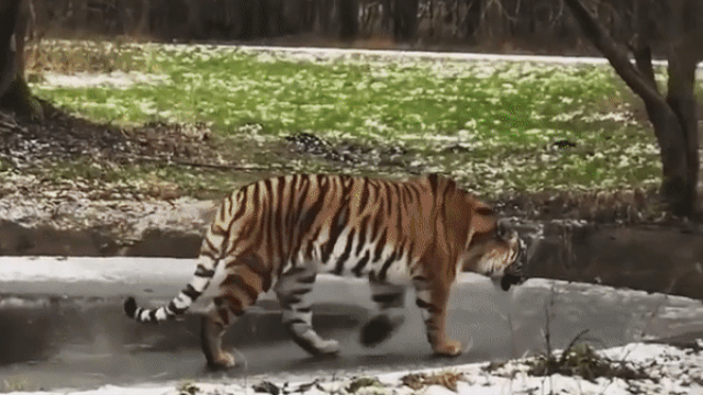 В Дании амурская тигрица решила пройти по тонкому льду