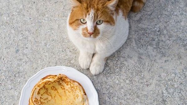 Кот Мостик сел на диету