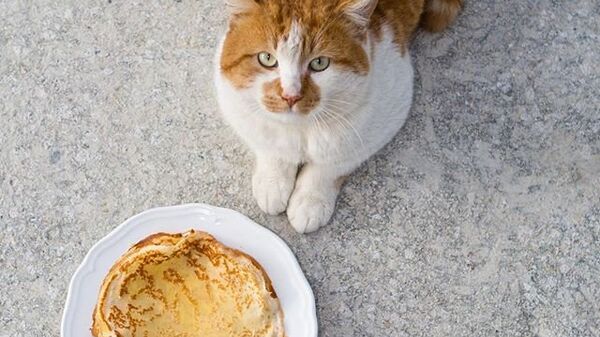 Кот Мостик сел на диету
