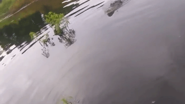 Крокодил украл у рыбака улов