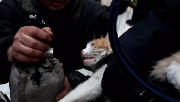 Спасатели откачали кислородом кота на пожаре в Волгограде