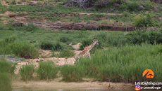 Уцелевшего в схватке с крокодилом жирафа съели львы