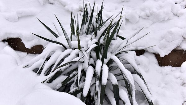 Снегопад в Симферополе. 1 марта 2018