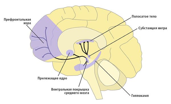 Дофаминовая система мозга Дофаминовая система мозга