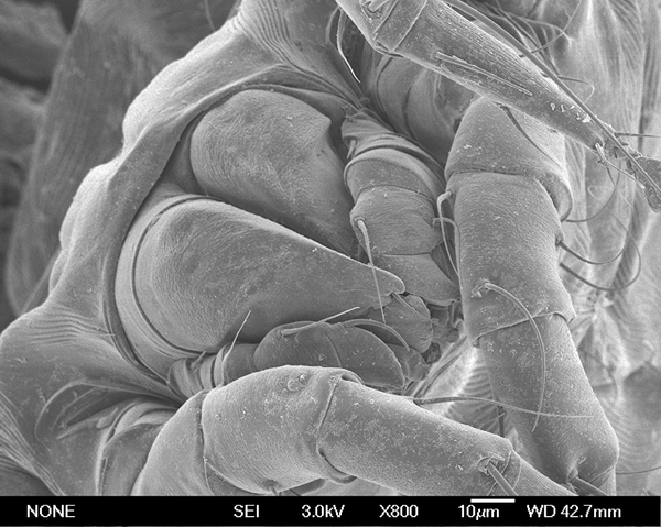 Микрофотография клеща Dermatophagoides farinae Микрофотография клеща Dermatophagoides farinae