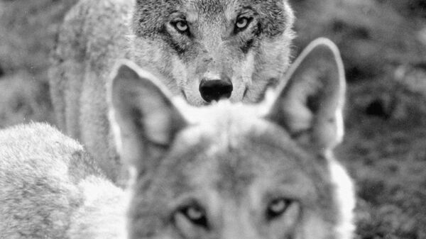 Волки в лесу. Архивное фото