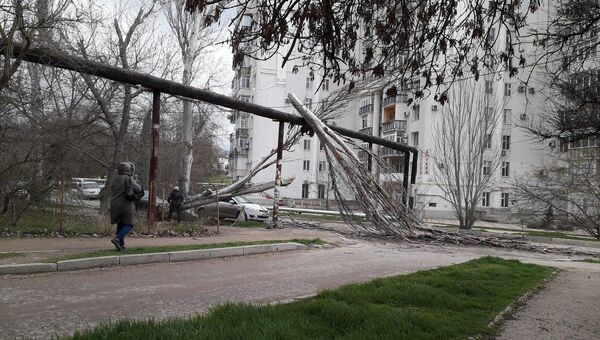 Поваленное дерево в Севастополе