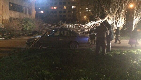 В Севастополе на улице Колобова дерево упало на авто