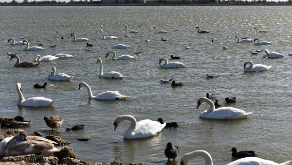 Лебеди на озере Сасык-Сиваш под Евпаторией.