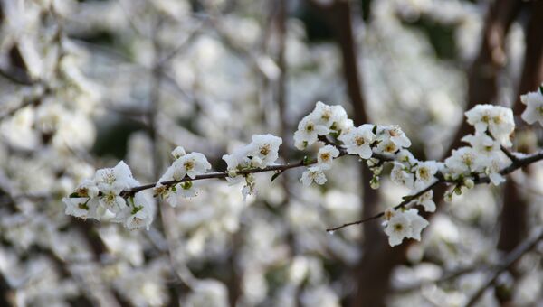 Снег на цветущих деревьях в Симферополе. 22 марта 2018