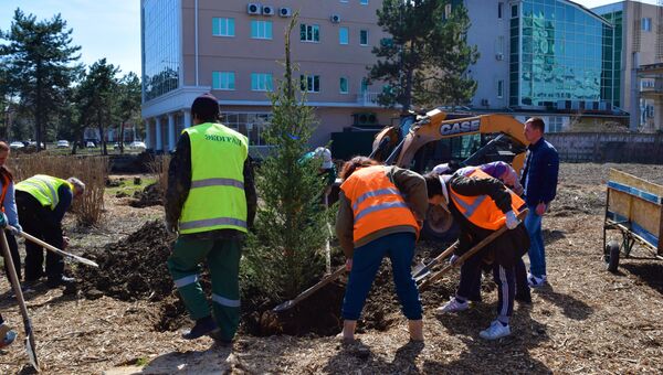 Высадка новых деревьев в Симферополе