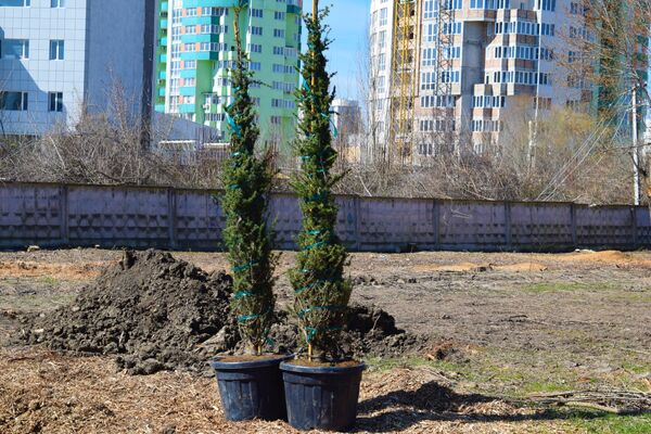 Высадка новых деревьев в Симферополе Высадка новых деревьев в Симферополе