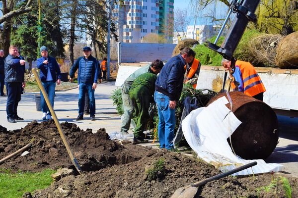 Высадка новых деревьев в Симферополе Высадка новых деревьев в Симферополе