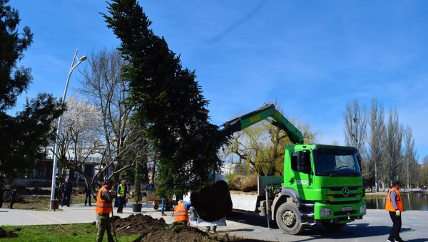 Высадка новых деревьев в Симферополе