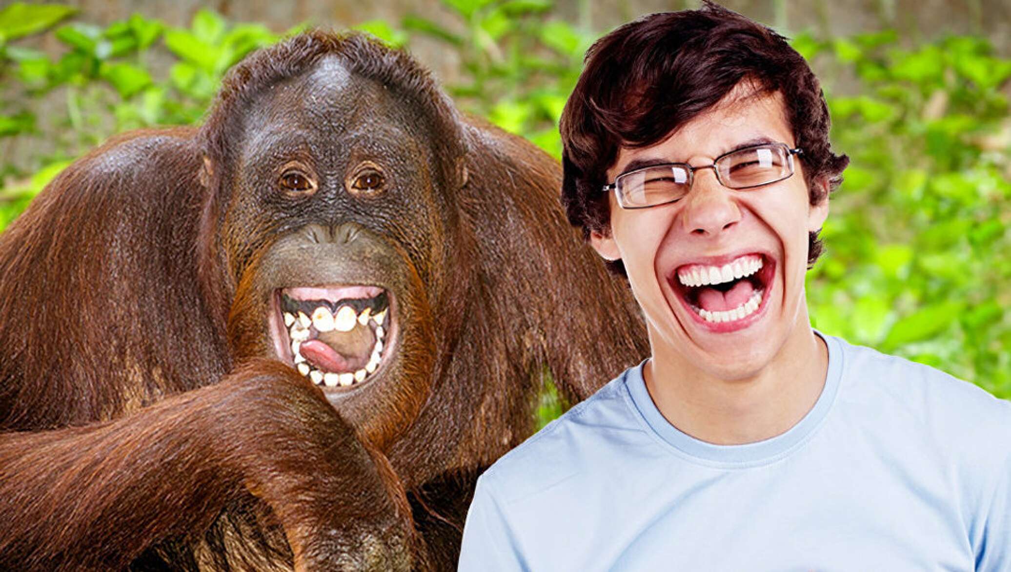 Песни смех человека. Обезьяна смеется. Смешной человек который смеется. Эмоции обезьян. Смех фото.