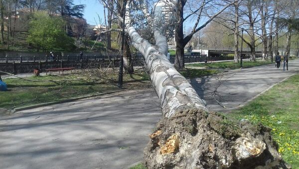 Упавшее дерево возле музыкального училища на набережной Симферополя