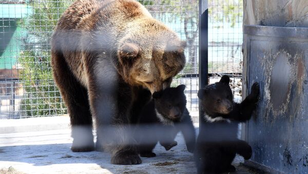 Видео новорожденной тройни медвежат в сафари-парке Тайган в Крыму