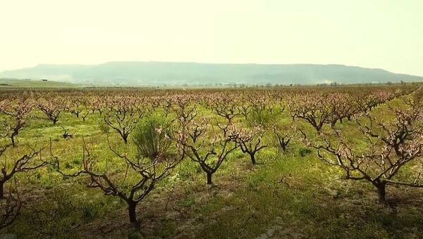 Видео цветущих садов персиков в Крыму