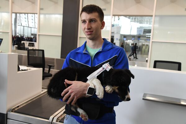 Символ нового аэропорта Симферополя - собака Алиса Символ нового аэропорта Симферополя - собака Алиса