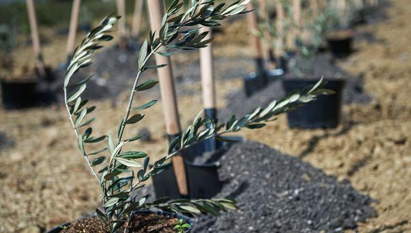 Аллею оливковых деревьев российско-сирийской дружбы высадили в Ялте