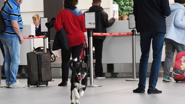 Видео: щенок Алиса на службе в новом терминале аэропорта Симферополь