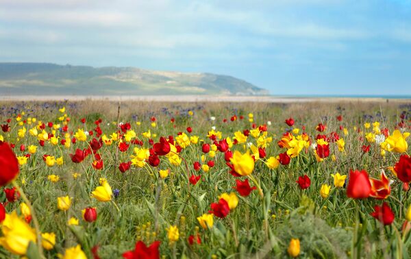 Фото поля с тюльпанами в казахстане