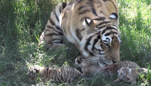 Звериные нежности: амурская тигрица Василиса и ее котята в парке Тайган