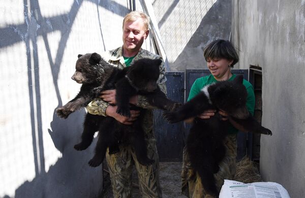 Тройня медвежат родилась в сафари-парке Тайган