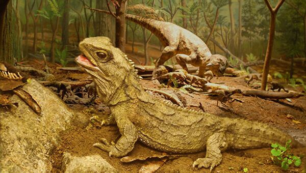 Гаттерия - древнейшая ящерица, сохранившаяся со времен динозавров и обитающая на островах Новой Зеландии