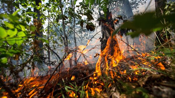 Лесной пожар в Шимановском районе Амурской области