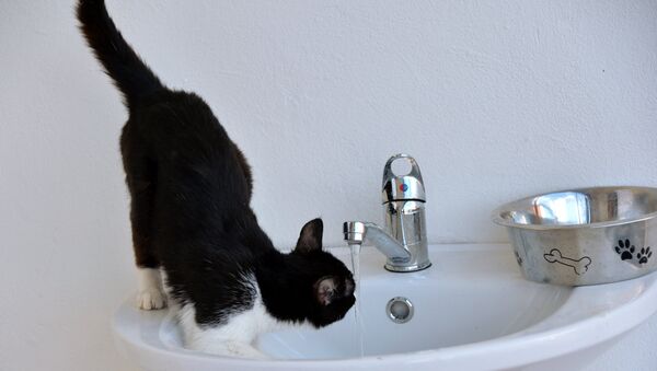 Кот пьет воду. Архивное фото