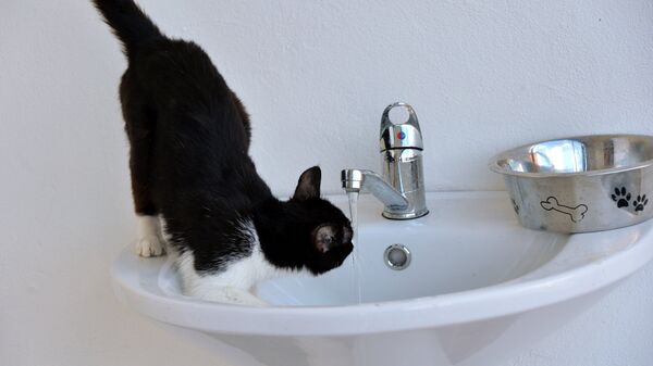 Кот пьет воду. Архивное фото