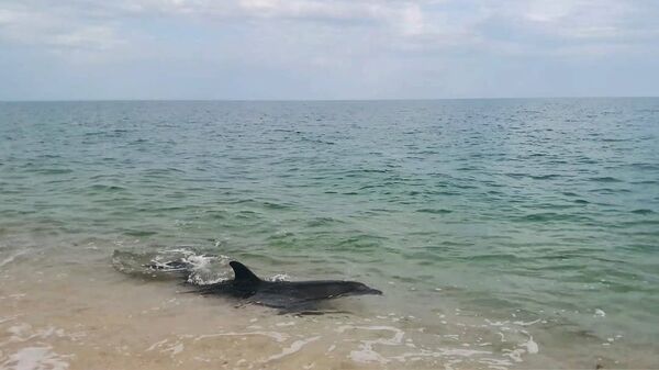 Дельфин подплыл к самому берегу возле Опукского природного заповедника