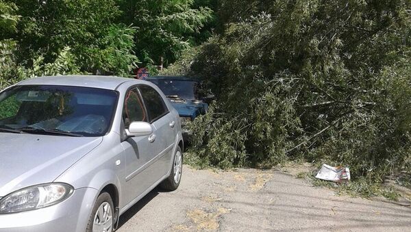 Дерево упало на припаркованные машины на одной из улиц Симферополя