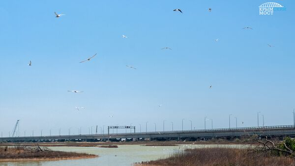 Птицы в зоне строительства Крымского моста